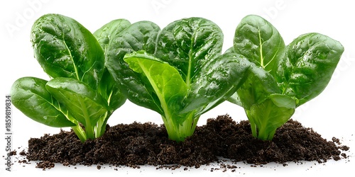 Three vibrant green spinach plants are sprouting from rich, dark soil against a bright white background in a clean, healthy agriculture scene.