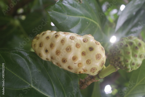 Morinda citrifolia Noni