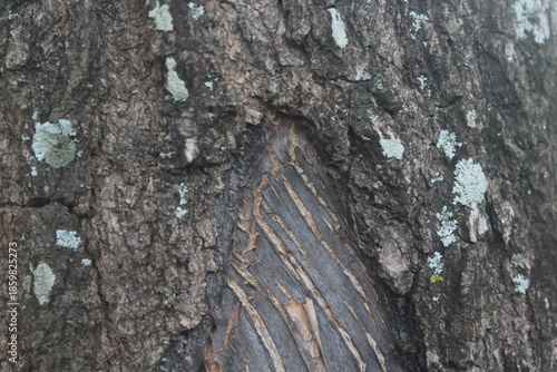tree bark texture
