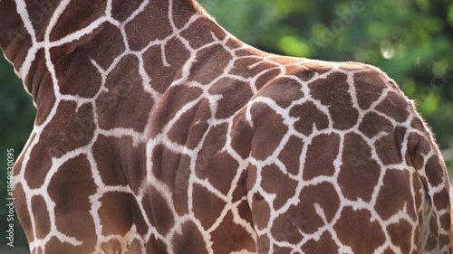 Giraffe displaying its distinctive brown and white spotted fur pattern and texture under natural light
