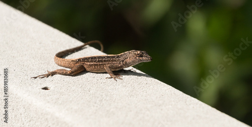 Brown Anole Lizard Resting on Boardwalk Rail, Weedon Island Preserve
