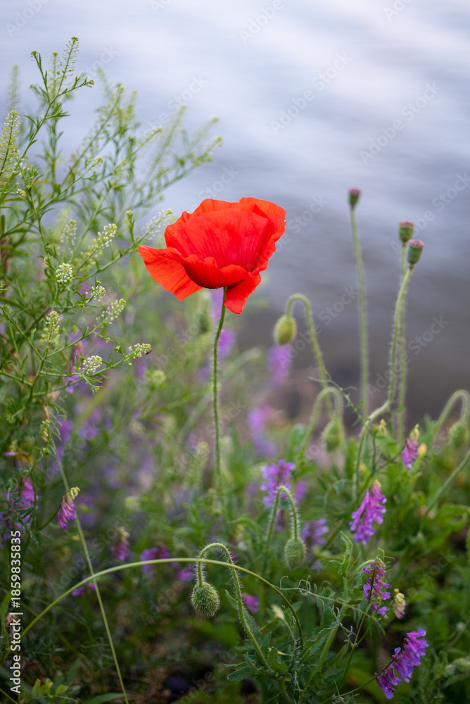 Obraz premium Vibrant red poppy among wildflowers by the water