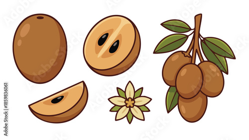 Sapodilla Illustration Set with Whole, Slice, Half and Branch