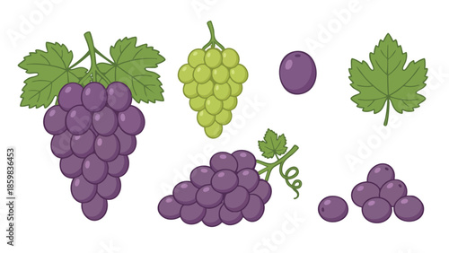 Grape Fruit Illustration Set with Purple and Green Grapes