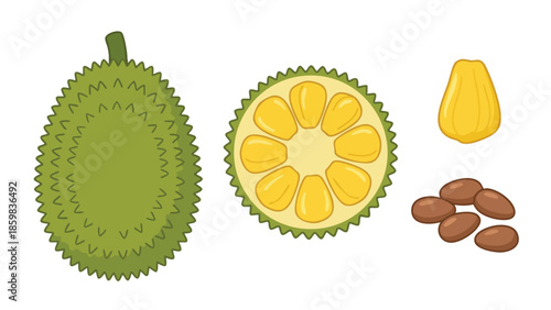 Jackfruit Illustration Set with Whole Fruit, Cut Section and Seeds