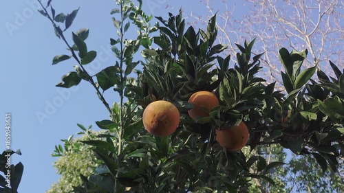 Ripe oranges hang from a citrus branch against a clear blue winter sky