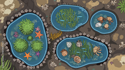 Vibrant cartoon illustration of diverse intertidal marine life thriving in rocky coastal tide pools