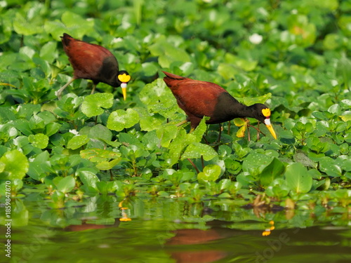 Photography Jacana birds walking on aquatic plants