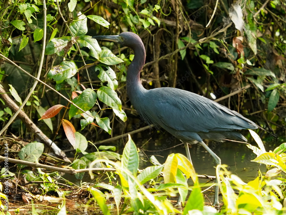 Fototapeta premium Little Blue Heron on river bank
