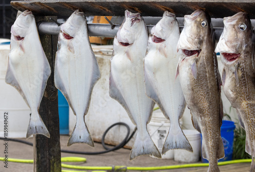 Fotografie Freshly caught wild halibut and Pacific cod fish hanging before filleting in Hom