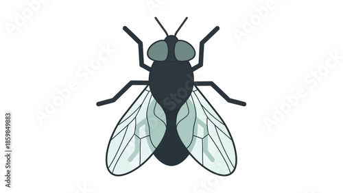 Black Fly Insect Vector Illustration Isolated.