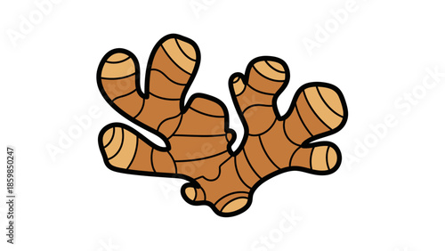 Ginger Root Illustration with Multiple Branches.