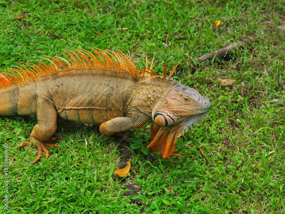Naklejka premium Green iguana in Costa Rica