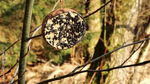 Bird food.Coconut shell bird feeder. Feeding forest birds. 4k footage