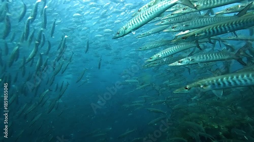 School of barracuda rushes toward the camera then suddenly scatters in all directions. Dynamic underwater behavior filmed at Sail Rock, famous dive site in Thailand near Koh Samui, Koh Tao and Koh Pha