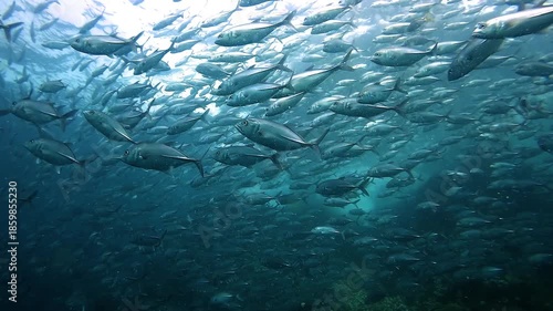 Inside a dense jackfish school with metallic reflections, fish swimming in multiple directions creating an elegant chaos. Filmed at Sail Rock, famous dive site in Thailand near Koh Samui, Koh Tao and 