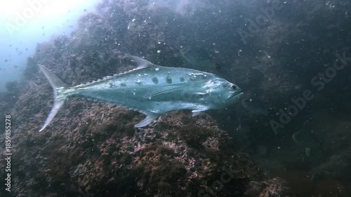 A queenfish Scomberoides commersonnianus with a dark flank spot glides past the camera in blue water. Shot at Sail Rock, famous dive site in Thailand near Koh Samui, Koh Tao and Koh Phangan.