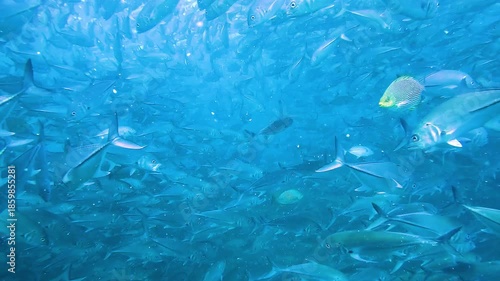 Underwater view inside a dense school of jackfish Carangidae swimming in multiple directions, creating elegant chaos. Filmed at Sail Rock, renowned dive site in Thailand, near Koh Samui, Koh Tao