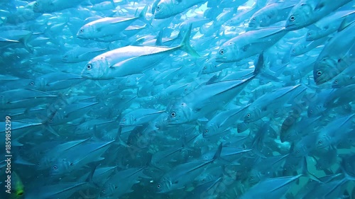 Underwater tracking shot inside a dense jackfish school Carangidae with metallic silver bodies moving right to left while a rabbitfish Siganidae swims opposite direction filmed at Sail Rock Thailand