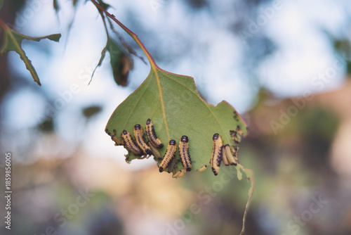 Caterpillar Encounter