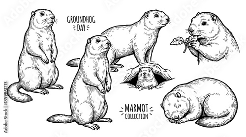 Illustration of Otters in Various Poses and Activities
