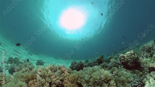Wallpaper Mural Reef underwater tropical coral garden. Underwater sea fish. Philippines. Torontodigital.ca