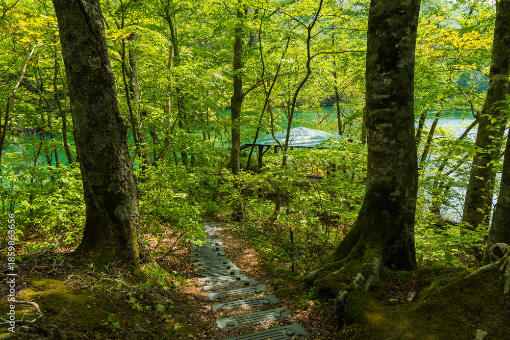 Obraz premium 日本の風景・初夏 世界遺産・白神山地 新緑の十二湖 鶏頭場の池