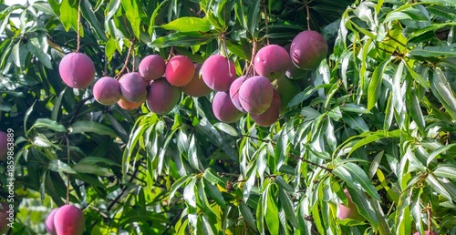 Vibrant Purple Mangoes Ripening on a Lush Tropical Tree