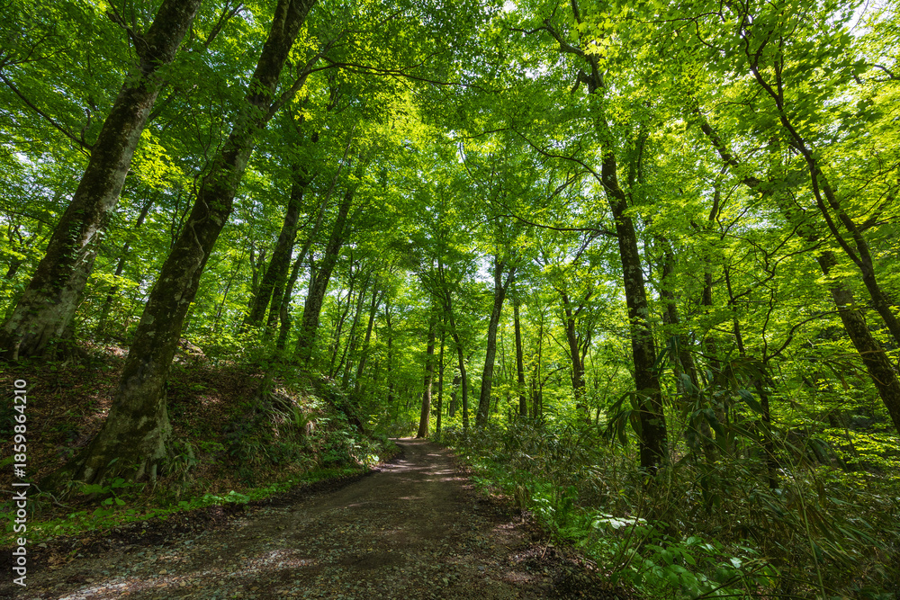 Fototapeta premium 日本の風景・初夏 世界遺産・白神山地 新緑の十二湖 ブナ自然林