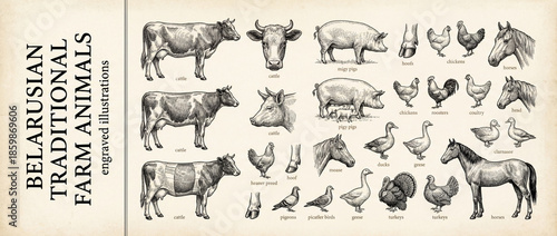 Wallpaper Mural Engraved illustrations showcasing traditional Belarusian farm animals in a vintage style collection Torontodigital.ca