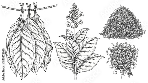 Vintage hand drawn flowers and wheat ears vector illustration featuring a floral nature pattern with black sketch branches and garden leaves for a summer bouquet frame decoration