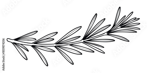 A fresh hand drawn rosemary sprig for culinary applications, kitchen decorations, food blog content, and health and wellness promotions.