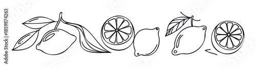 Hand drawn outline of various lemons including whole fruits and cross sections with botanical foliage suitable for culinary themed graphic projects or natural organic branding