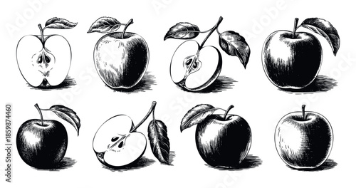 Collection of hand drawn apple fruit illustrations in vintage engraving style perfect for food packaging labels healthy eating advertisements and farm market signage