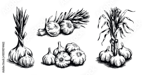 A collection of fresh garlic bulbs and green leaves ready for culinary use, perfect for food blogs, restaurant menus, or kitchen decor projects