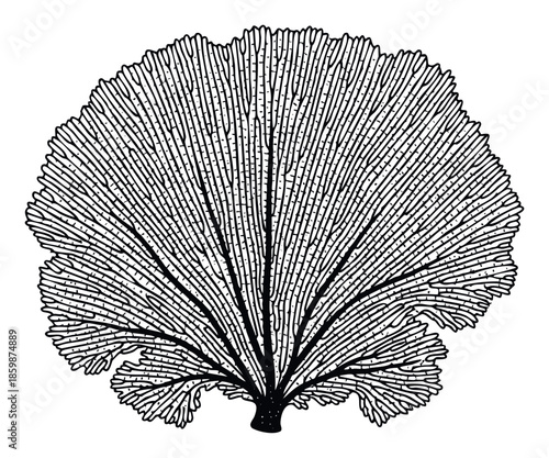 Stylized black and white drawing of a detailed fanshaped branching organism reminiscent of a sea coral or botanical structure, ideal for scientific research, educational content, or modern