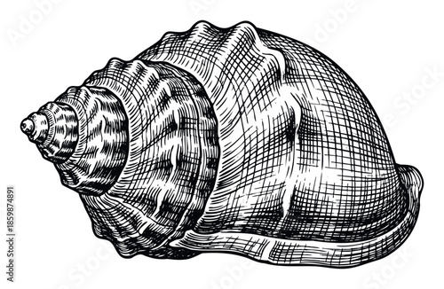 Detailed engraved seashell drawing showcasing ocean life beauty and intricate textures for marine biology publications or coastal themed graphic projects.