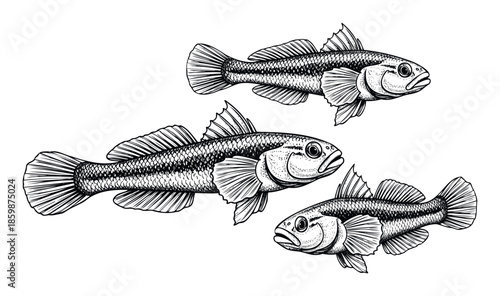 Detailed black and white engraving style illustration depicting three fish, perfect for fishing industry publications, wildlife conservation materials, or aquatic animal themed educational