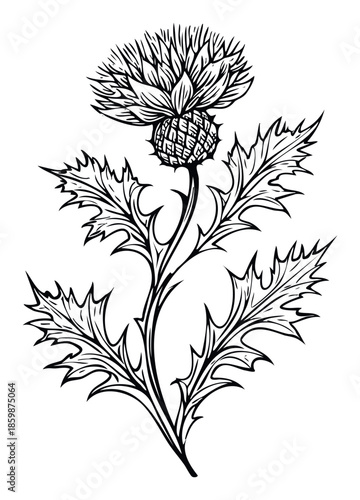 Traditional stylized thistle plant drawing showcasing its intricate thorny leaves and distinctive flower head suitable for botanical themes decor print projects or natureinspired graphic