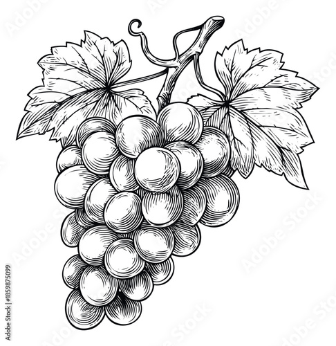 Classic woodcut style engraving of a grape bunch with leaves and tendrils, perfect for wine bottle labels, restaurant menus, or rustic food packaging designs