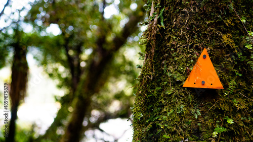 west coast new zealand hiking nature close up plants green thick native bush 
