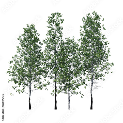 Populus Tremuloides Quaking Aspen Fall Tree 3D Model