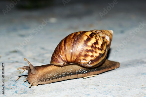 Assunto: Caracol terrestre (snail) em ambiente urbano/superfície de cimento

Estilo: Macro / close-up / vida selvagem urbana

Espécie: Caracol terrestre comum (não exótico raro, mas visualmente limpo)