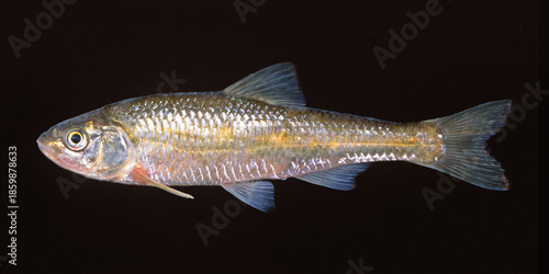 Фотография Common shiner, Luxilus cornutus, black background