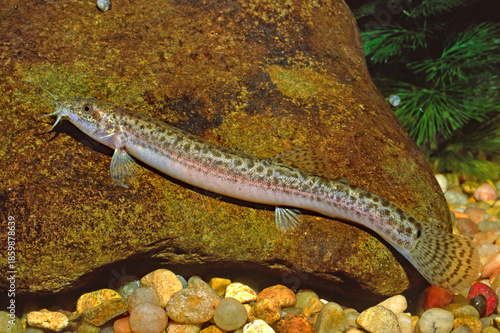 Fotografie Asian Pond Loach, Misgurnus anguilicaudatus
