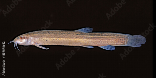 Asian Pond Loach, Misgurnus anguilicaudatus, on black.