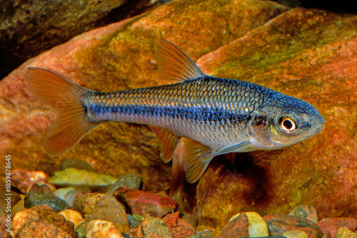 Quadro em tela Topeka shiner, Notropis topeka