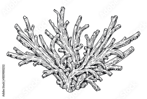 A detailed botanical illustration of a dense woody structure resembling coral or tree roots perfect for natural history projects ecological studies or vintage print designs