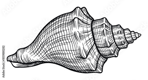 Detailed vintage engraving style drawing of a tropical conch seashell, perfect for ocean themed print projects, beach house decor, and marine life educational materials or graphic resources