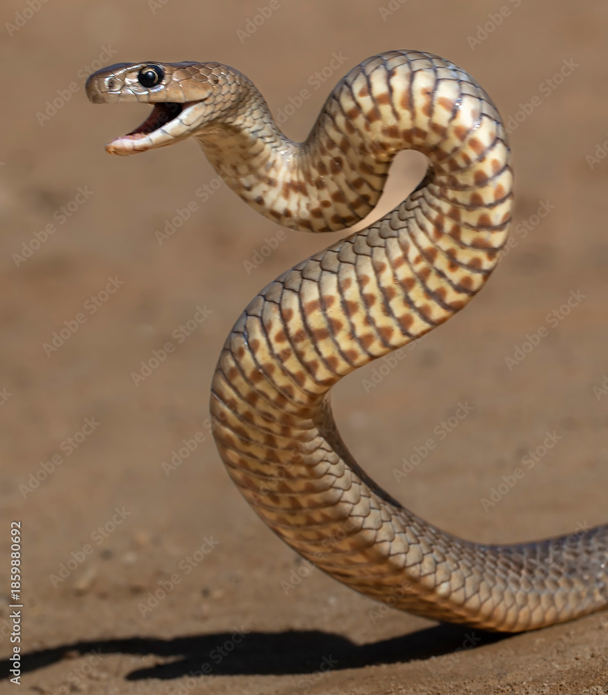 Fototapeta premium Australian Eastern Brown Snake in defensive pose
